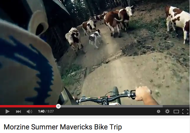 Morzine Summer Biking Holiday Mountain Mavericks - Cows